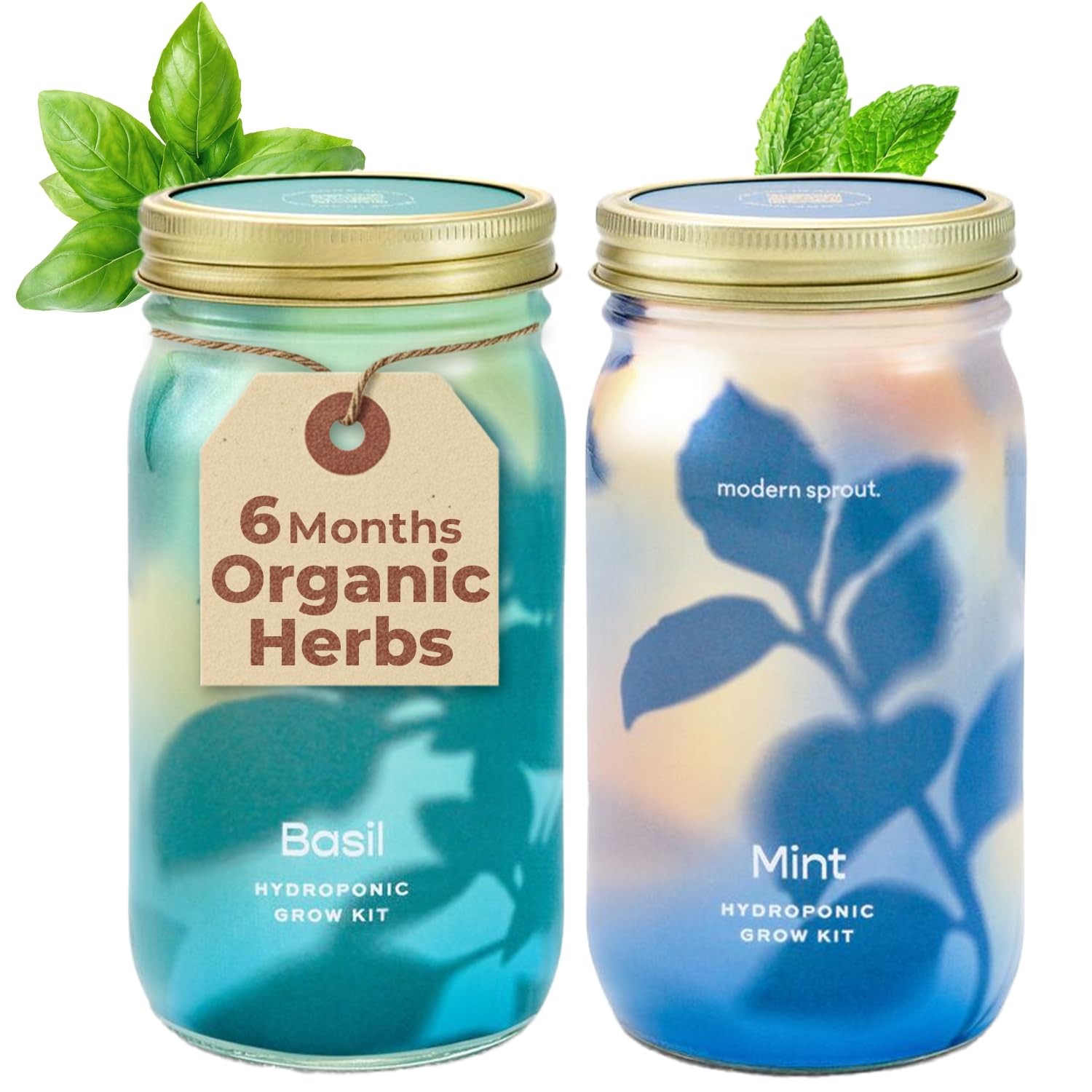Modern Sprout Mason Garden Jar – Growing System Kit W/Organic Herb
