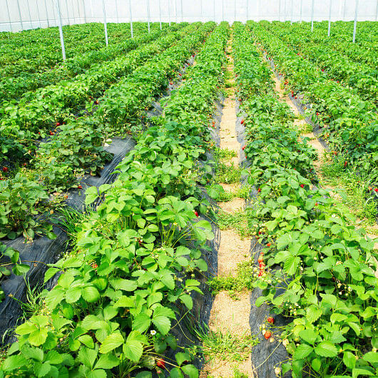 6.5 x 330/4 x 250/6 x 300 Feet Weed Barrier Landscape Fabric-6.5 ft – Color: Bla