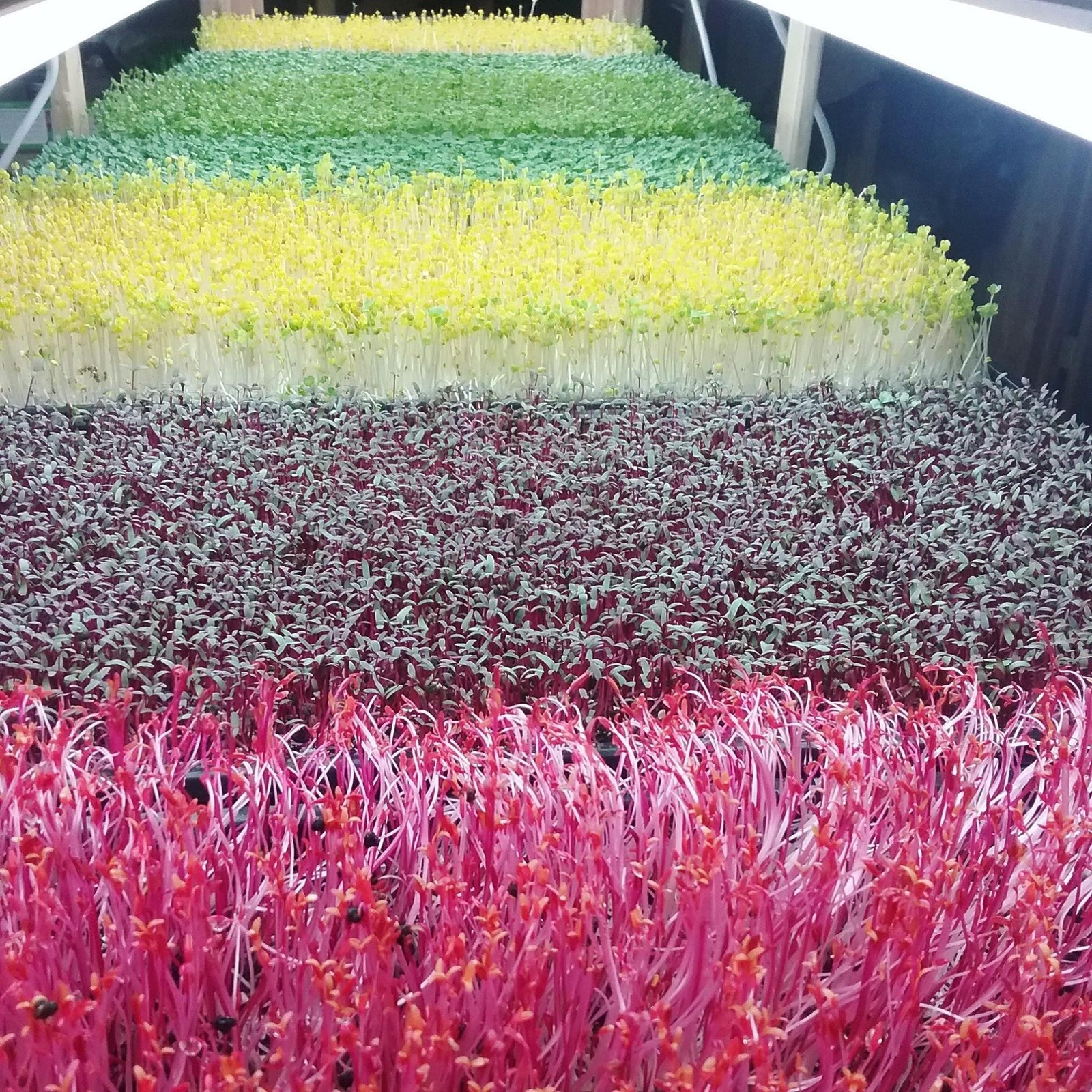 Bootstrap Farmer Microgreen Trays No Holes 10 Pack White Extra Strength Shallow