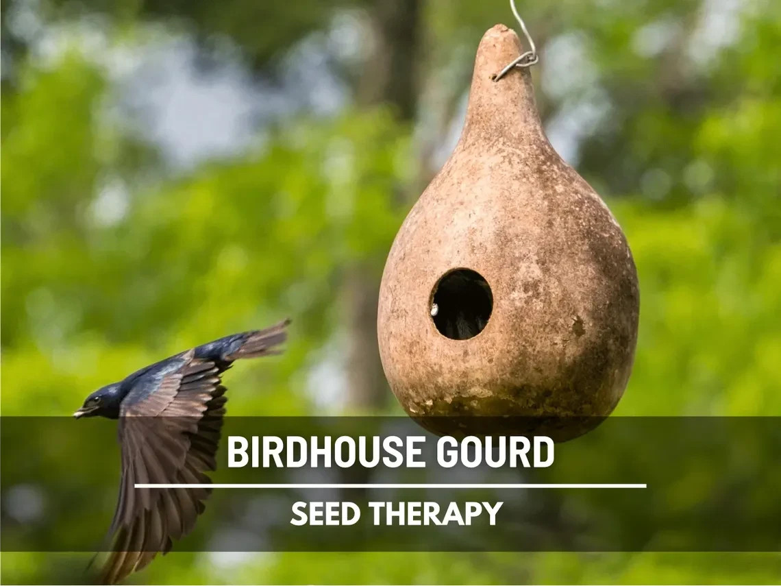 Birdhouse Bottle Gourd Seeds Heirloom,Craft Gourd for Natural Birdhouses 15 Seed