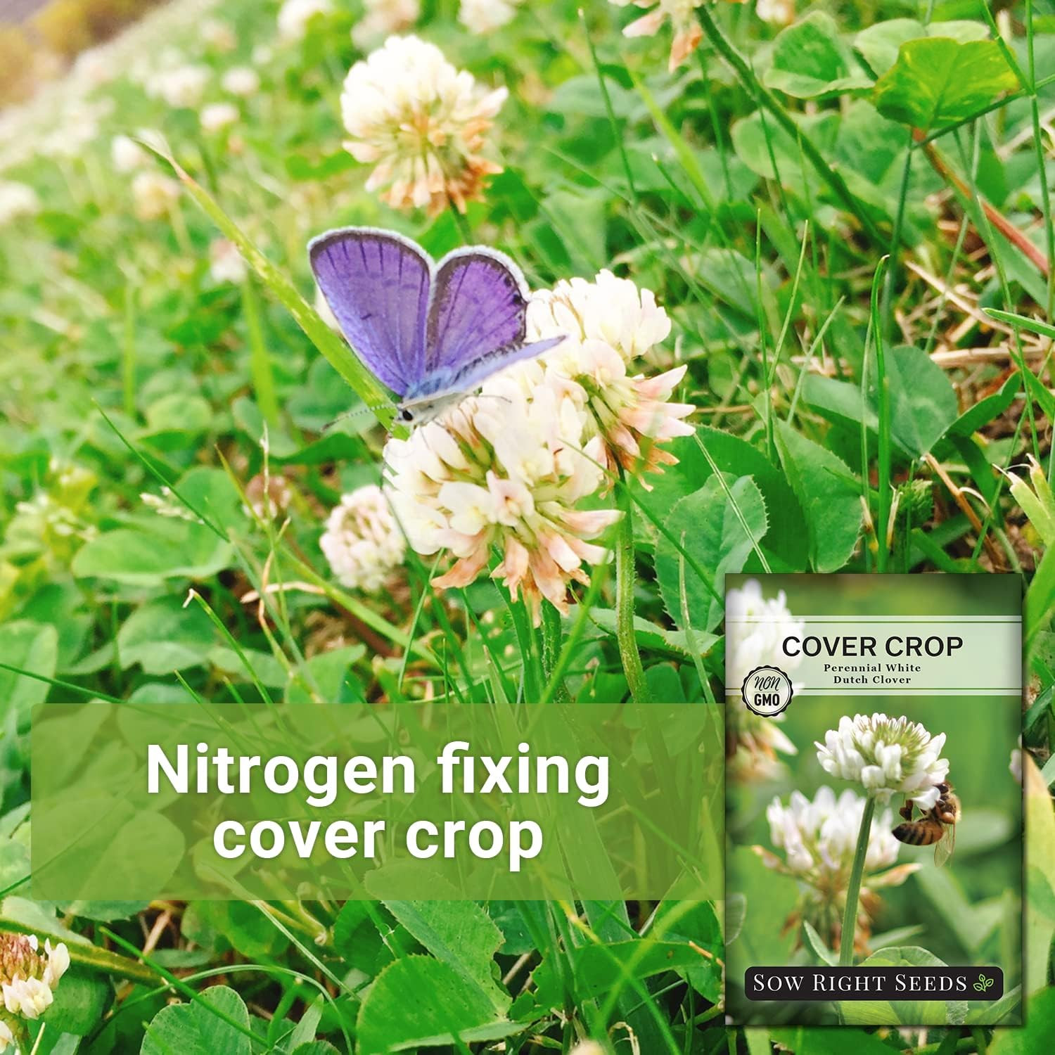 – White Dutch Clover Seed for Planting – Cover Crops to Plant in Your Home Garde