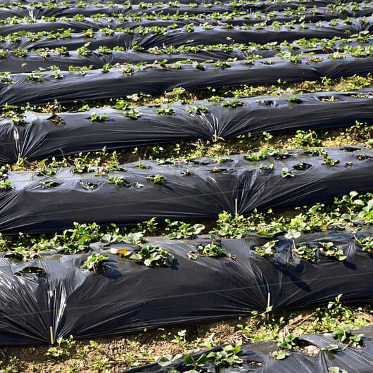 6.5 x 330/4 x 250/6 x 300 Feet Weed Barrier Landscape Fabric-6.5 ft – Color: Bla
