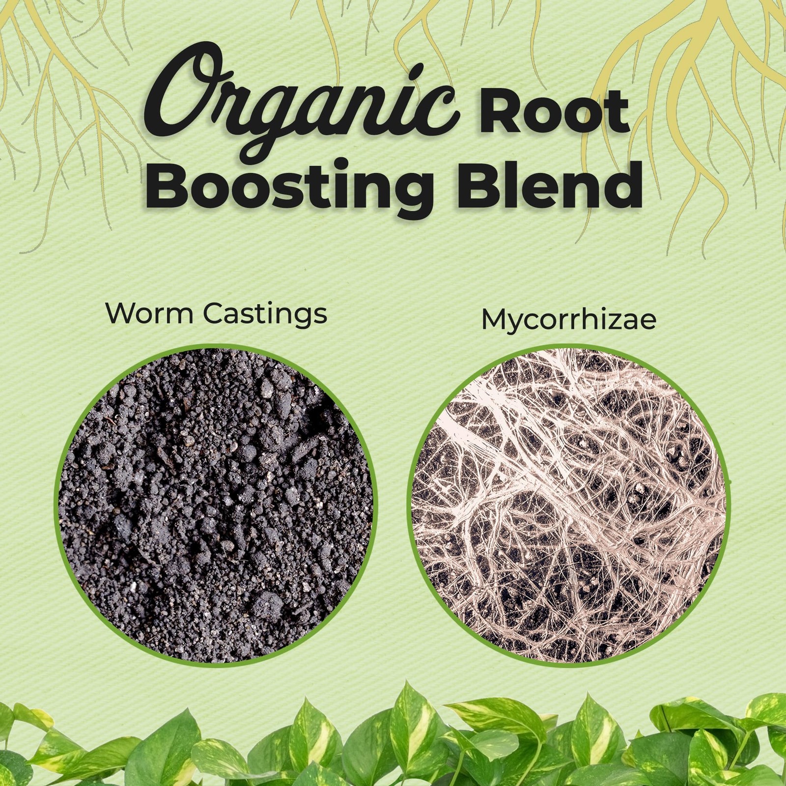 Organic Aroid Potting Mix By Perfect Plants Chunky Gardening Medium For