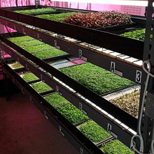 Bootstrap Farmer Microgreen Trays No Holes 10 Pack White Extra Strength Shallow
