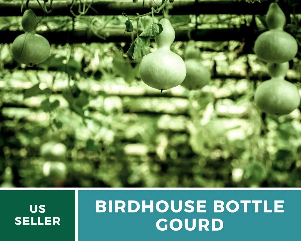 Birdhouse Bottle Gourd Seeds Heirloom,Craft Gourd for Natural Birdhouses 15 Seed