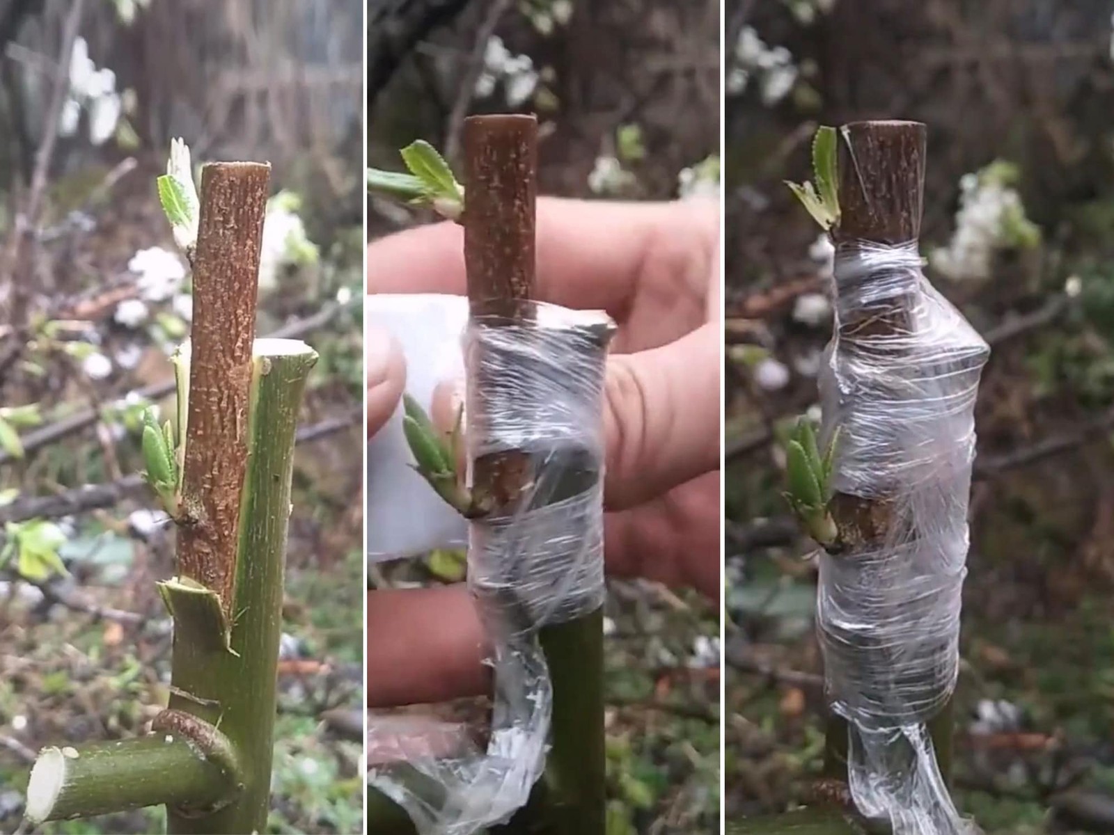 Grafting Tape Plant Repair Budding Tape Garden Nursery Moisture Barrier Stret…