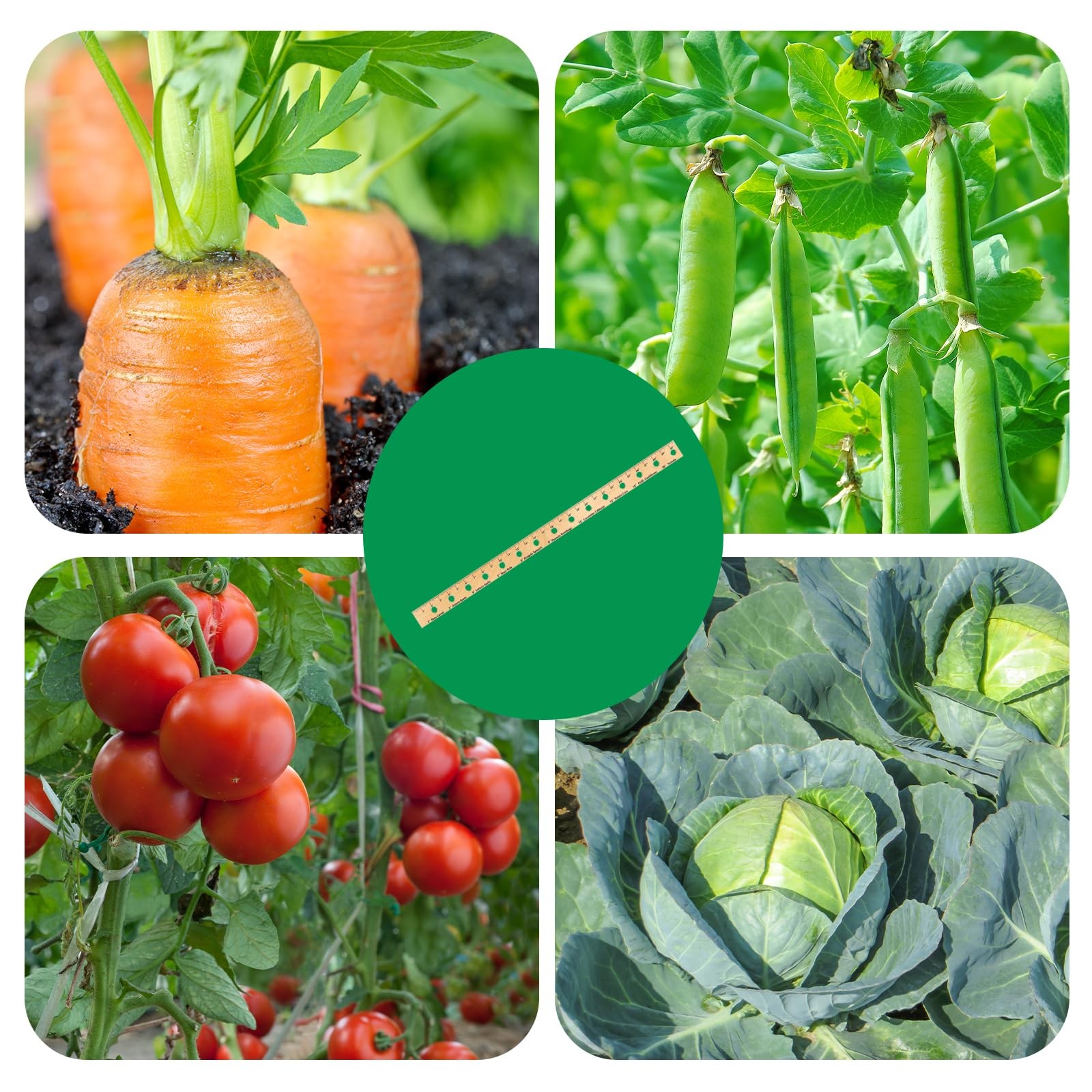 Foldable Plant Ruler Spacer Tool Seeder – Precise Planting for Vegetable Gard…