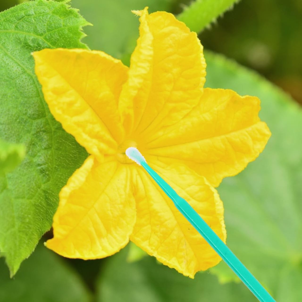 Vegetable Pollinator Tool Manual Hand Pollination Stick for Fruit and Garden …