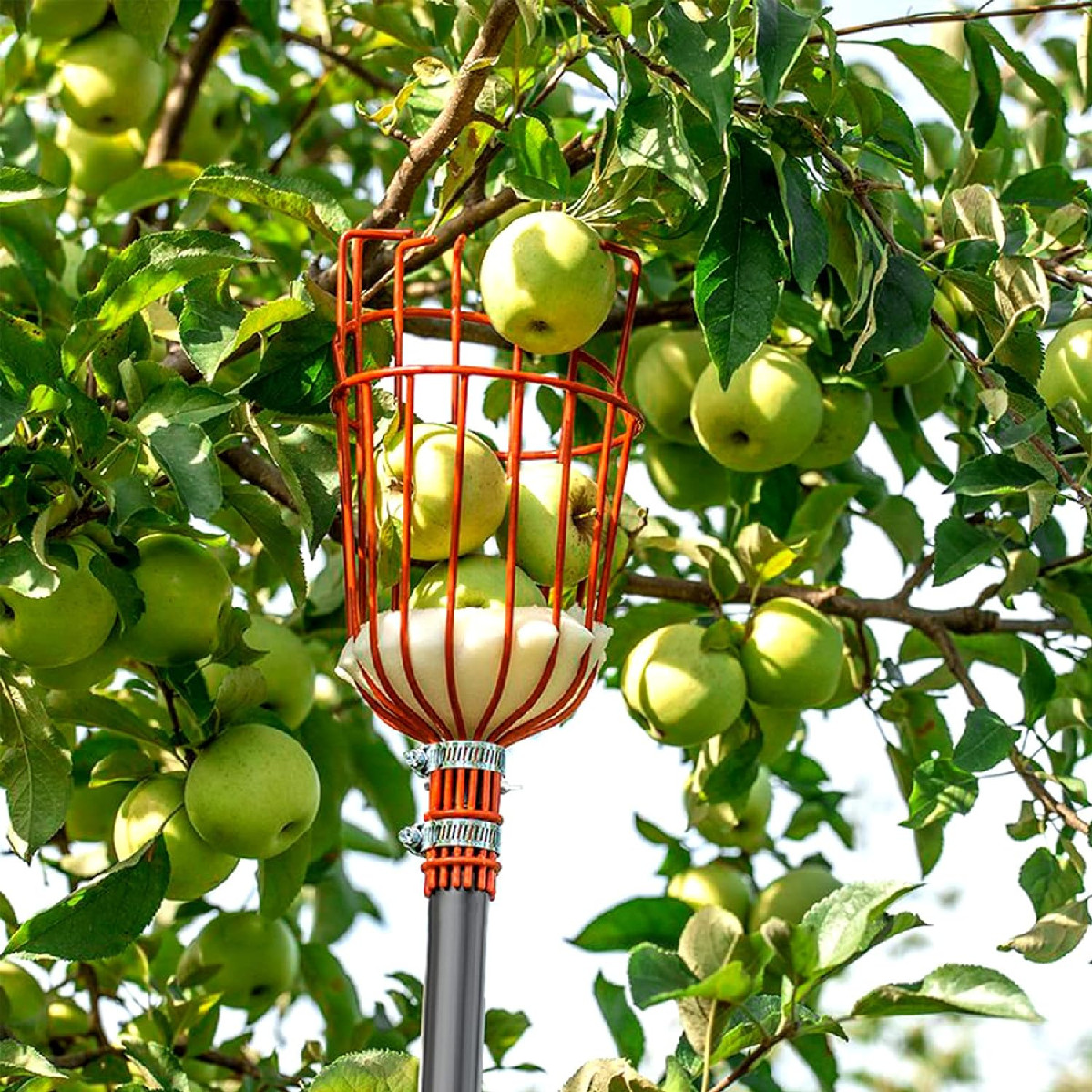 156″ Long handle Fruit apple mango orange Picker grabber Catcher tool Big Basket