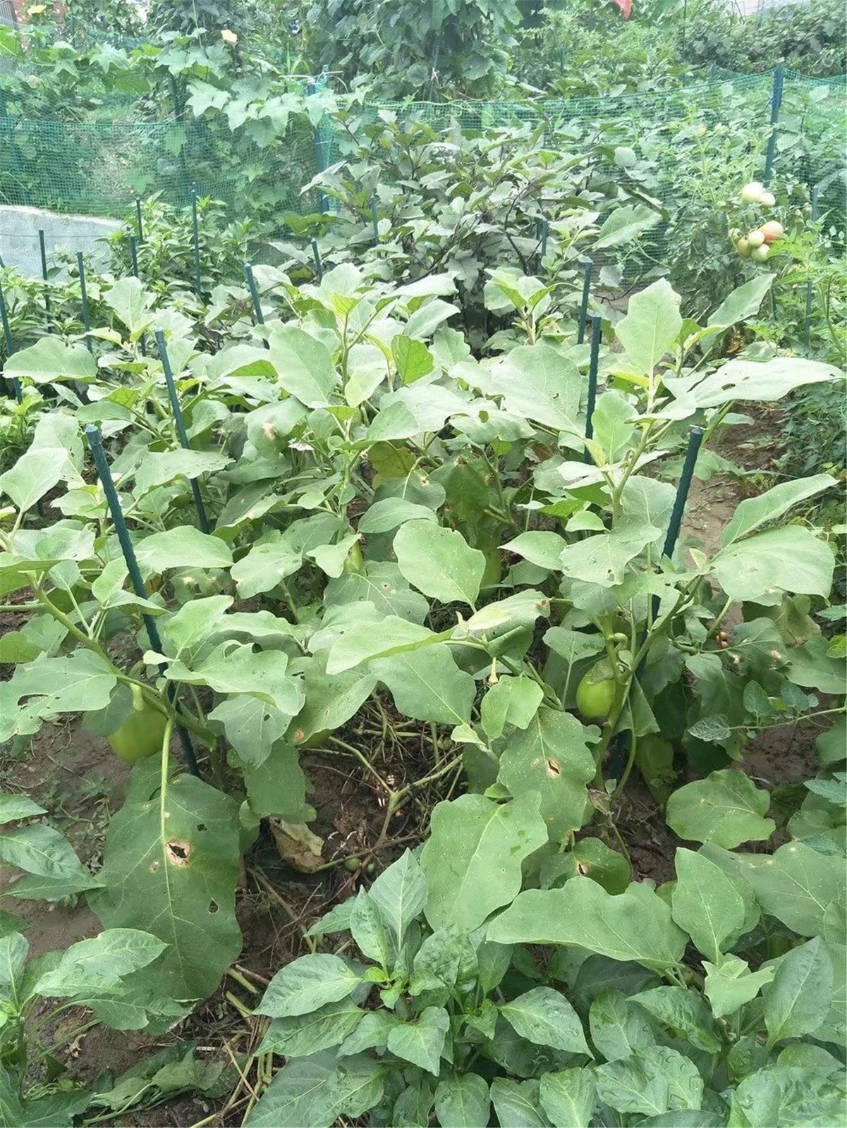 Garden Stakes 55 Inches Steel Plant Stakes Tomato Stakes Garden Poles Pack of…
