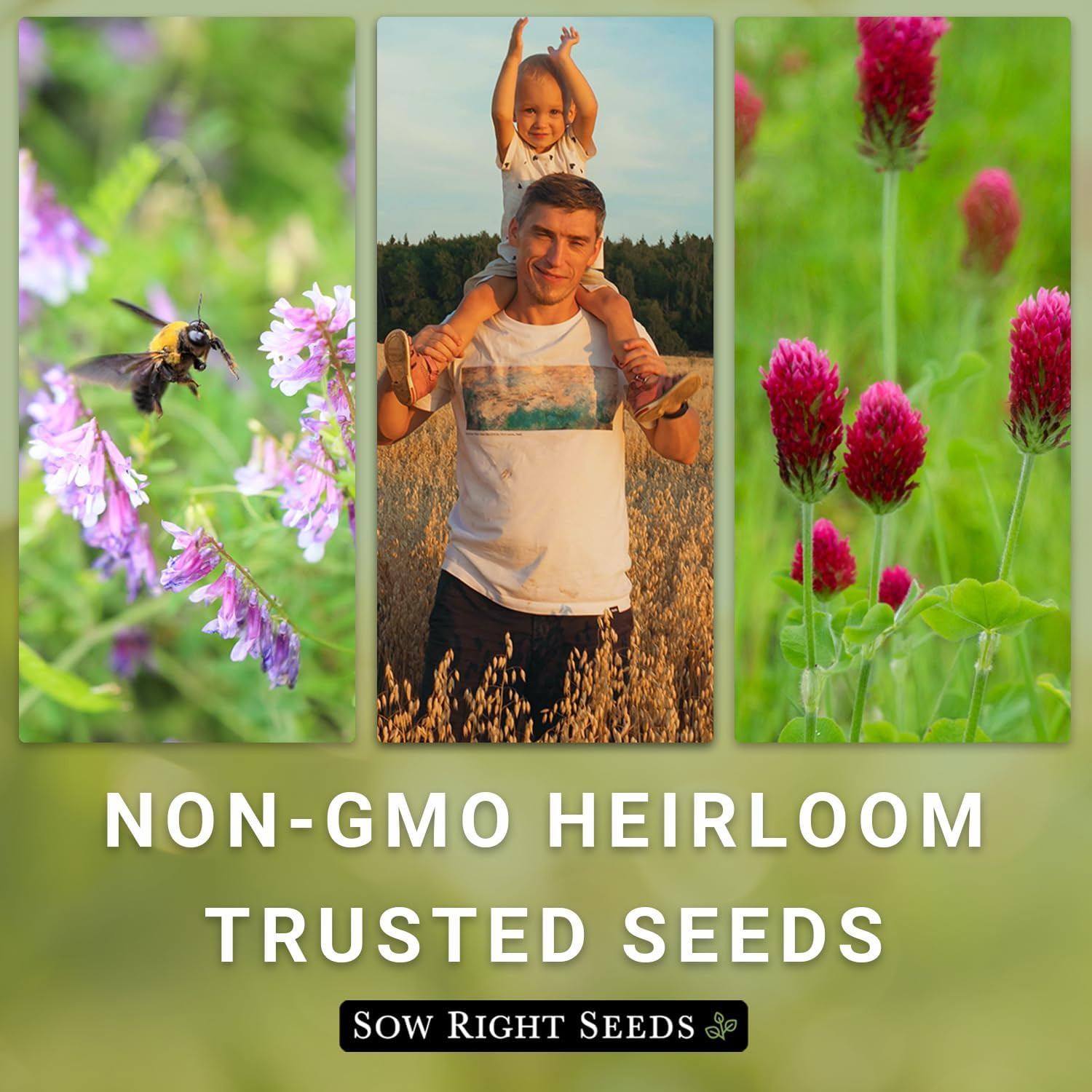 – White Dutch Clover Seed for Planting – Cover Crops to Plant in Your Home Garde