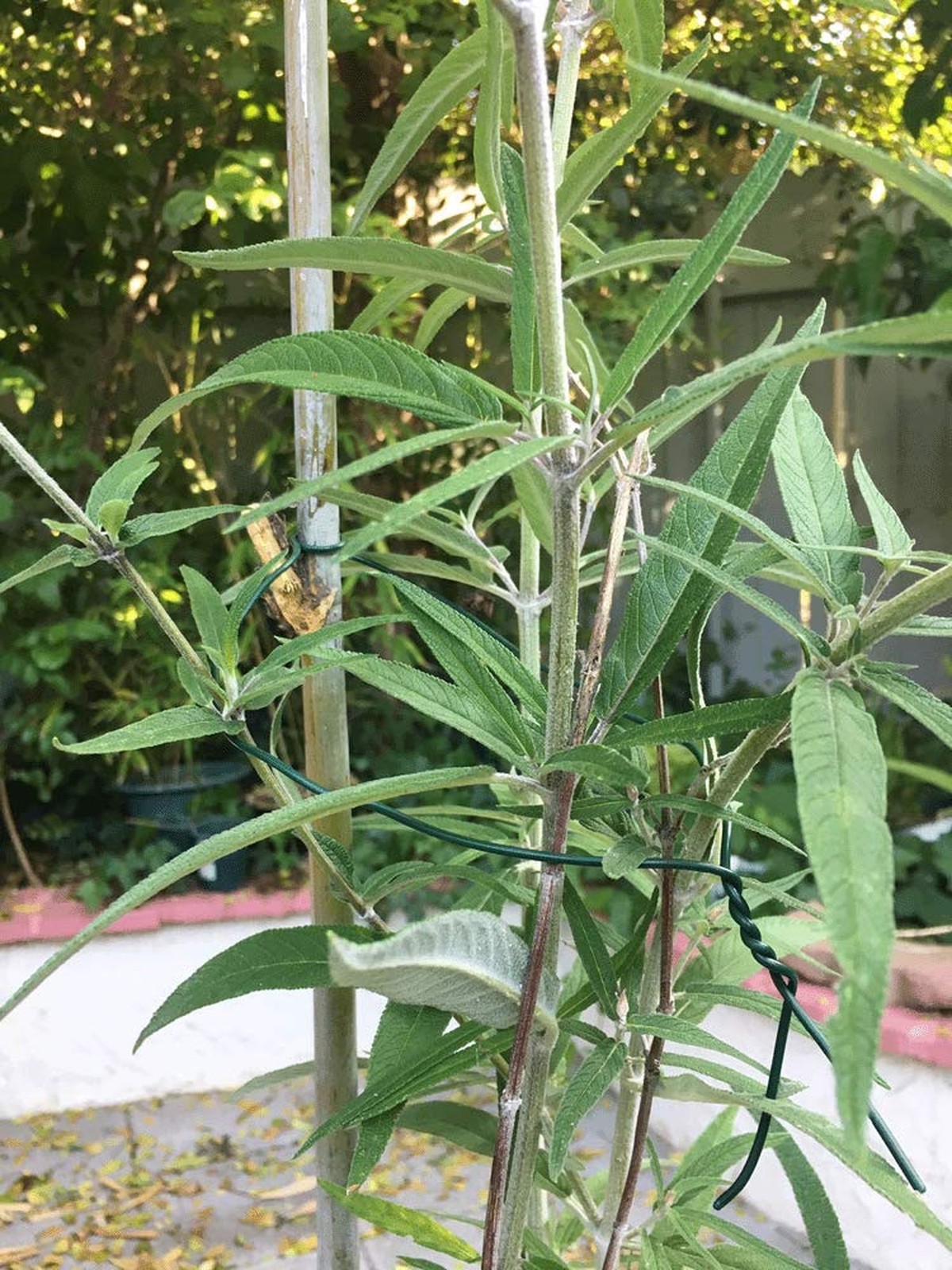 100 Feet Garden Wire Heavy Duty Green Coated Plant Twist Tie Garden Training …