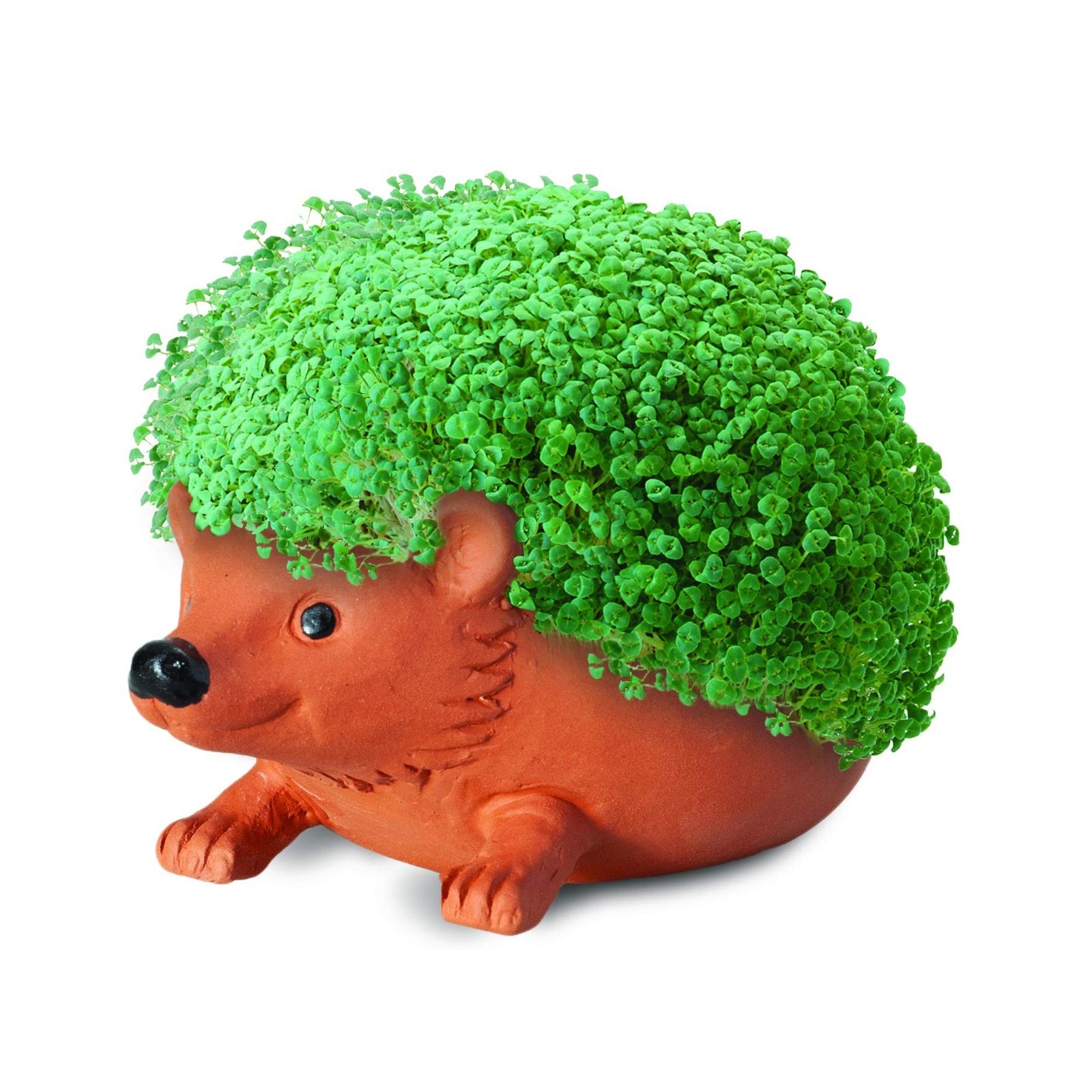 Chia Pet Hedgehog with Seed Pack, Decorative Pottery Planter, Easy to Do and …