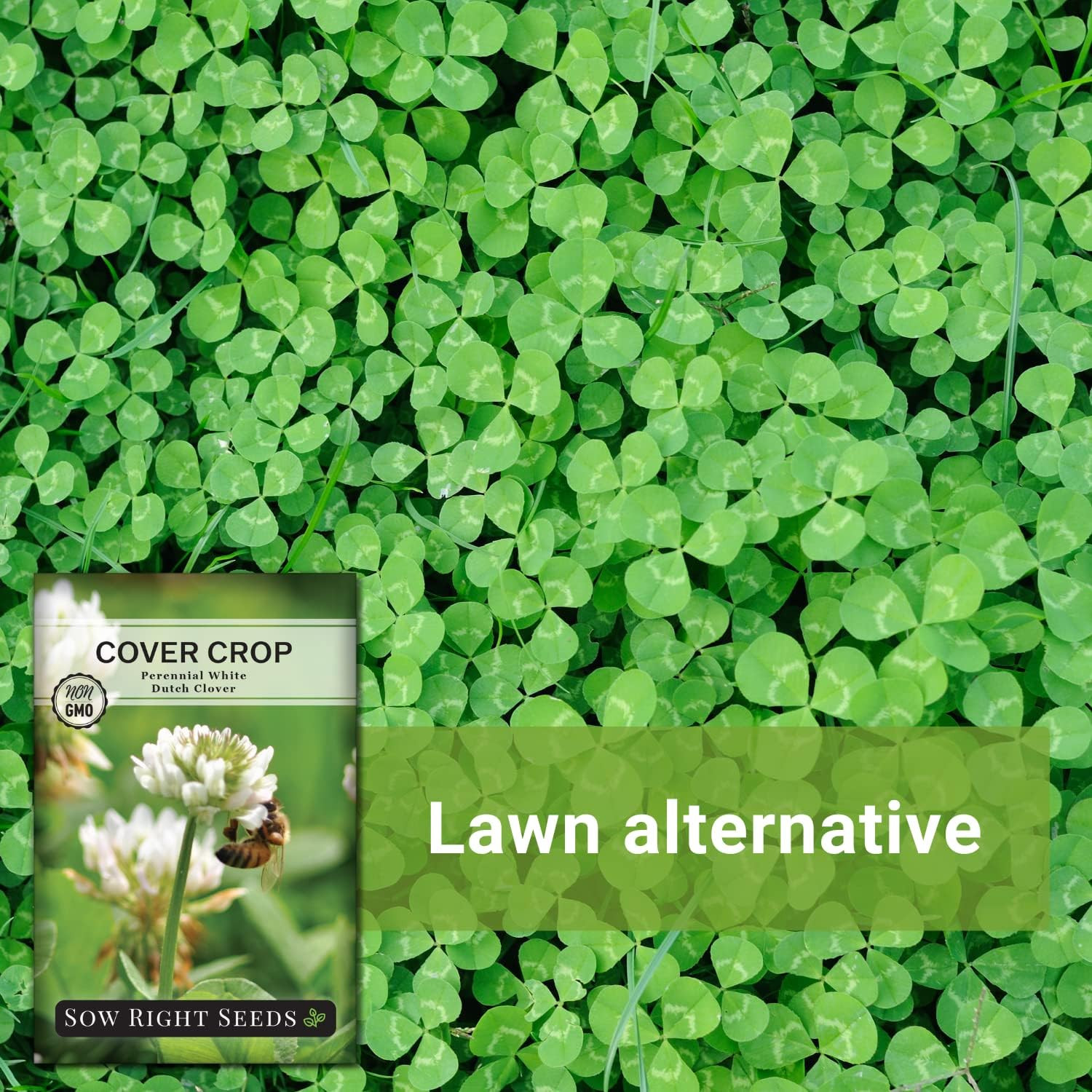 – White Dutch Clover Seed for Planting – Cover Crops to Plant in Your Home Garde
