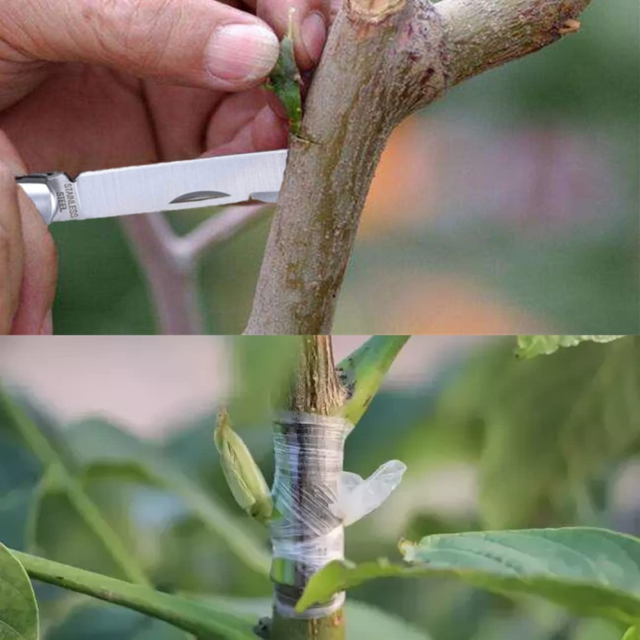 Double Blades Garden Knife for Budding Pruning with 3 Rolls Grafting Tape, Fl…