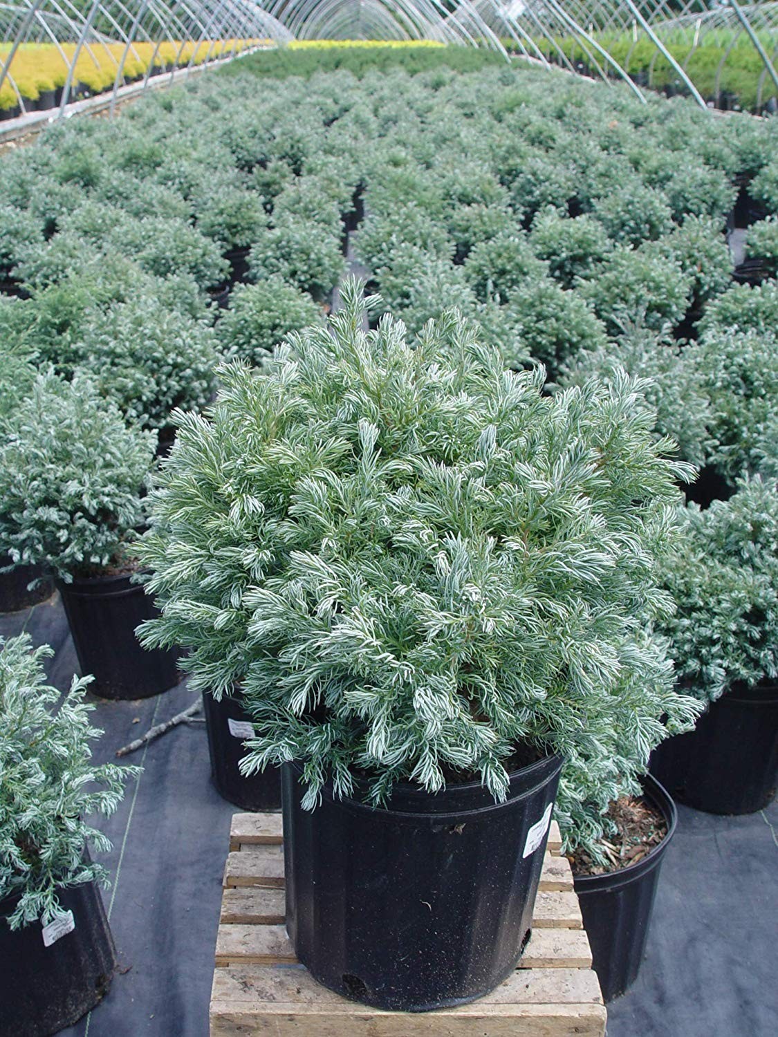 Green Promise Farms Chamaecyparis P. True Blue False Cypress Evergreen Blue