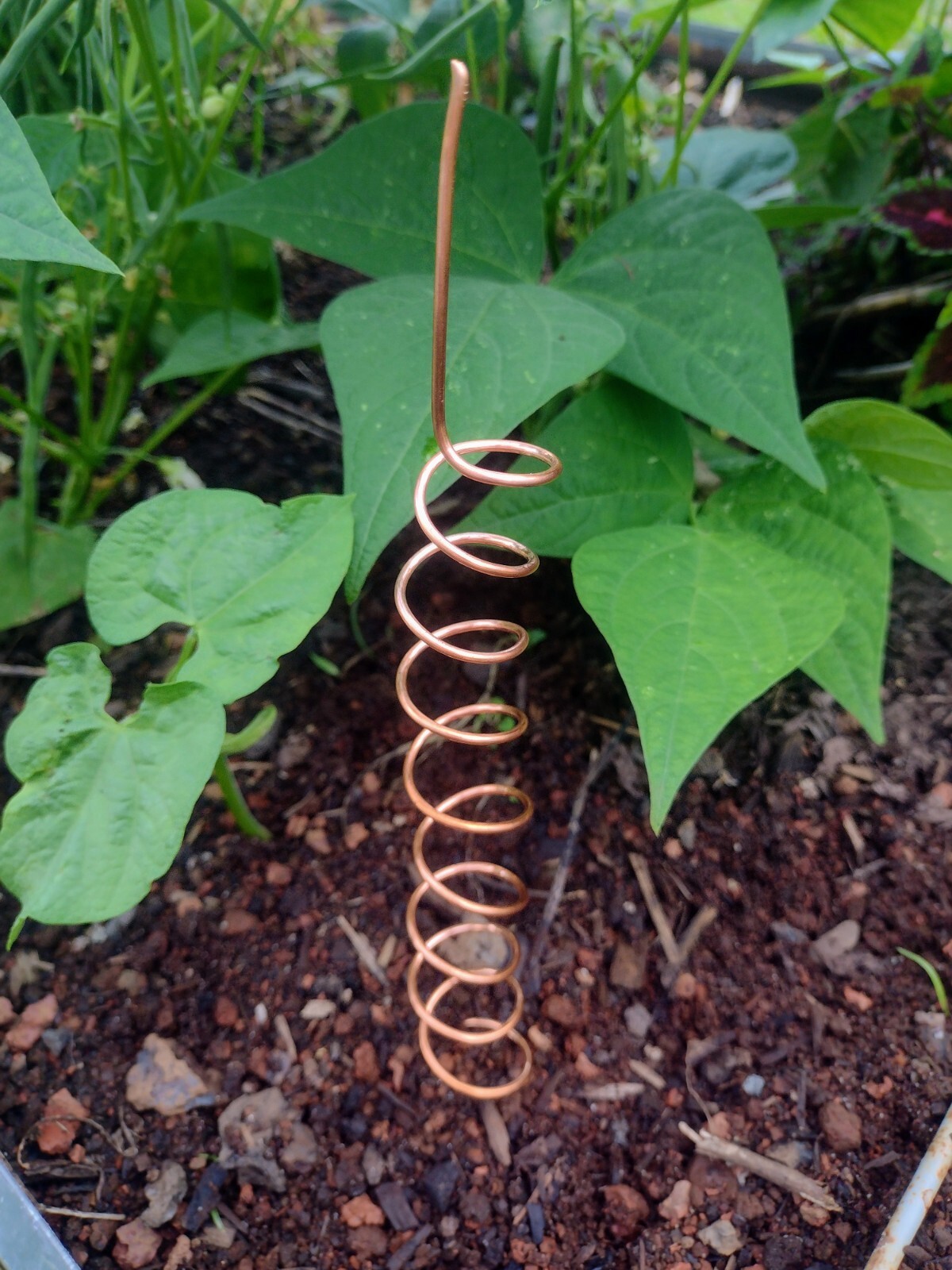 Electroculture Copper Spiral Antenna (12″ Tight Coil) Garden Tool Decoration