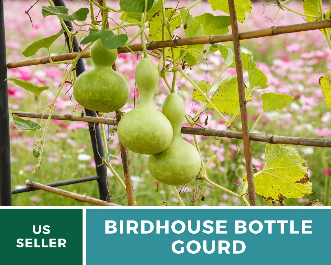 Birdhouse Bottle Gourd Seeds Heirloom,Craft Gourd for Natural Birdhouses 15 Seed