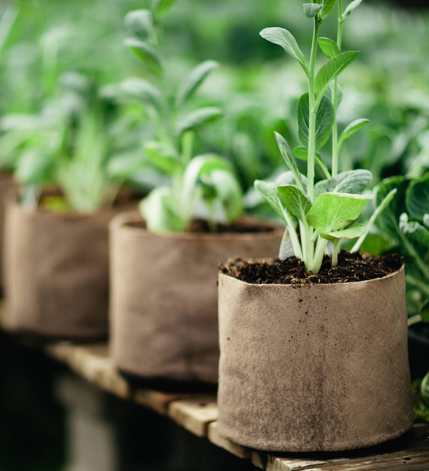 Smart Pot Fabric Planters – Breathable Heavy Duty Grow Bags for Vegetables,