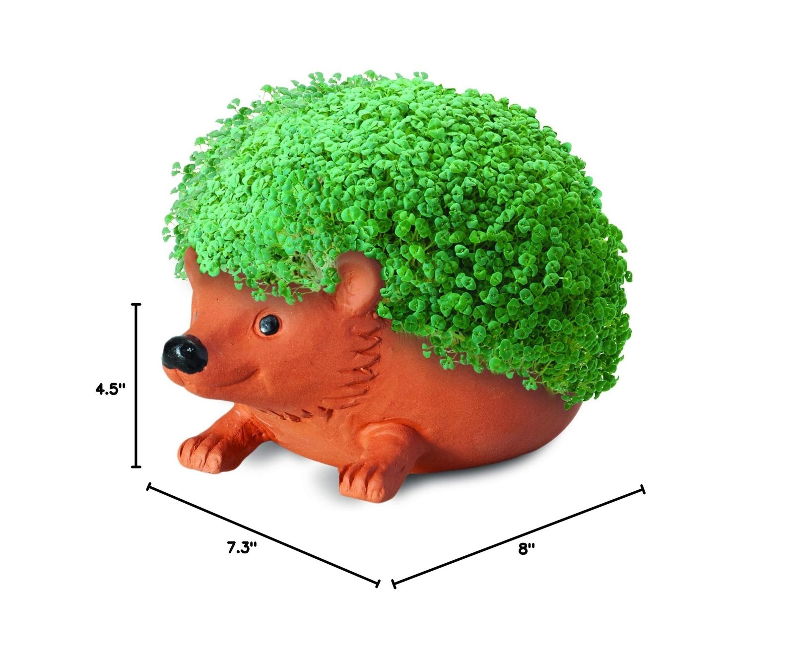 Chia Pet Hedgehog with Seed Pack, Decorative Pottery Planter, Easy to Do and …