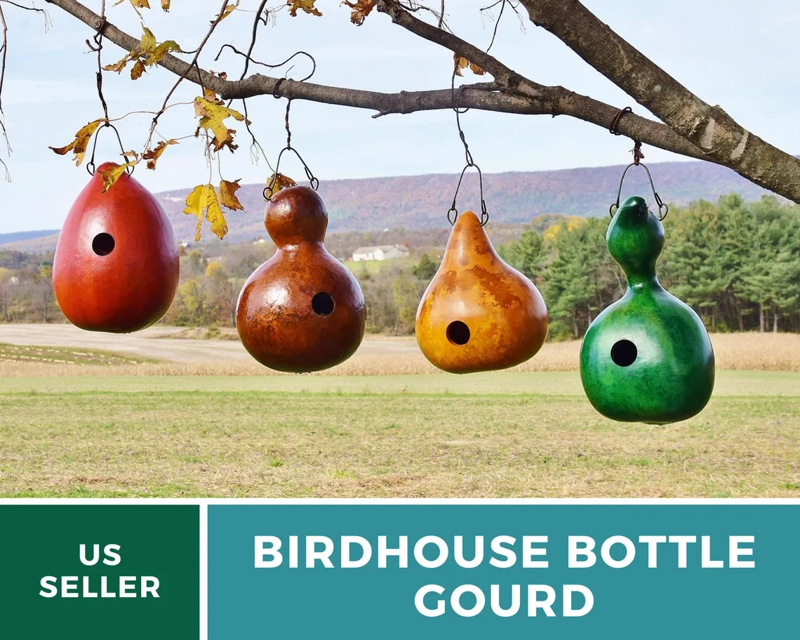 Birdhouse Bottle Gourd Seeds Heirloom,Craft Gourd for Natural Birdhouses 15 Seed
