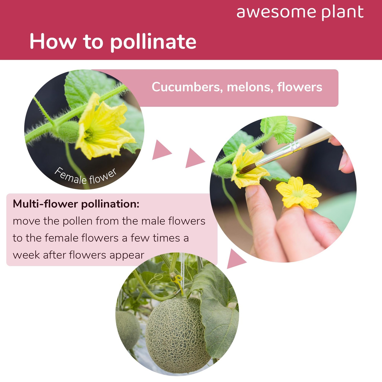 12 Pcs Pollination Brush for Indoor Hydroponic Gardens, Pollinator Tool for A…
