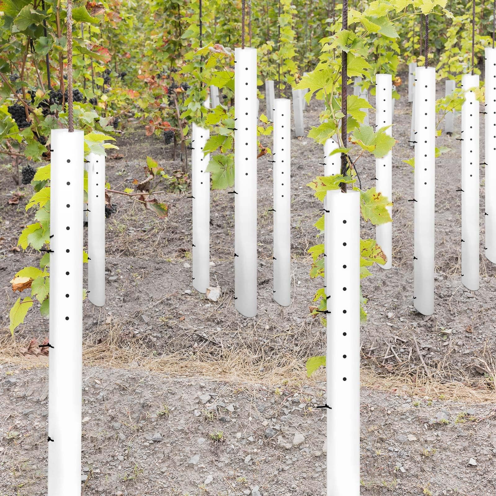 Pushglossy 20 Pack 60 Inch Tree Seedling Sapling Grow Tube Standard Vented