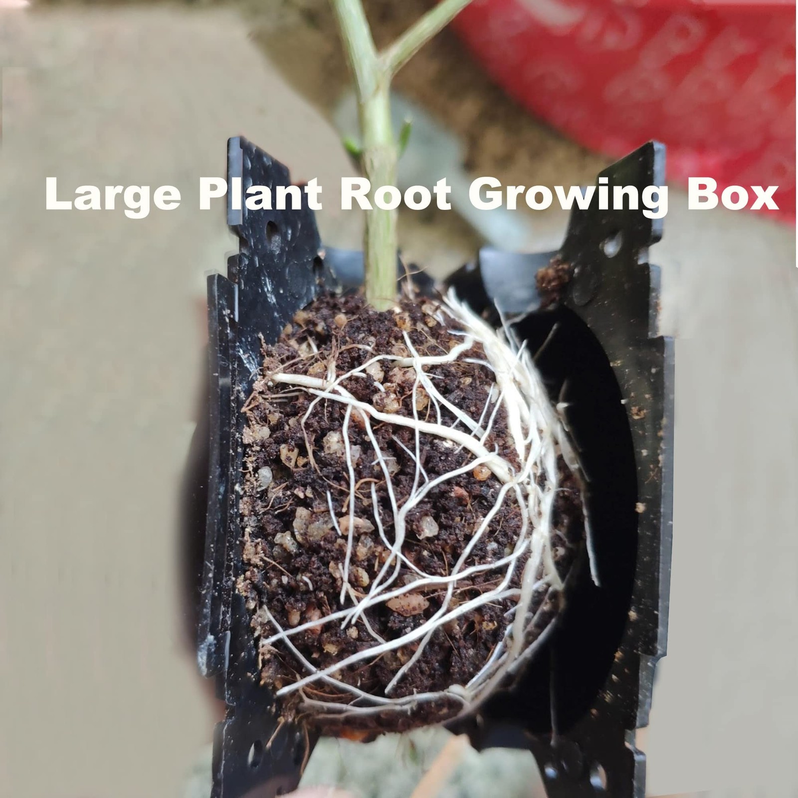 20 PCS Plant Root Growing Box, 12cm 4.7 Inch Large Plant Root Grafting Ball, …