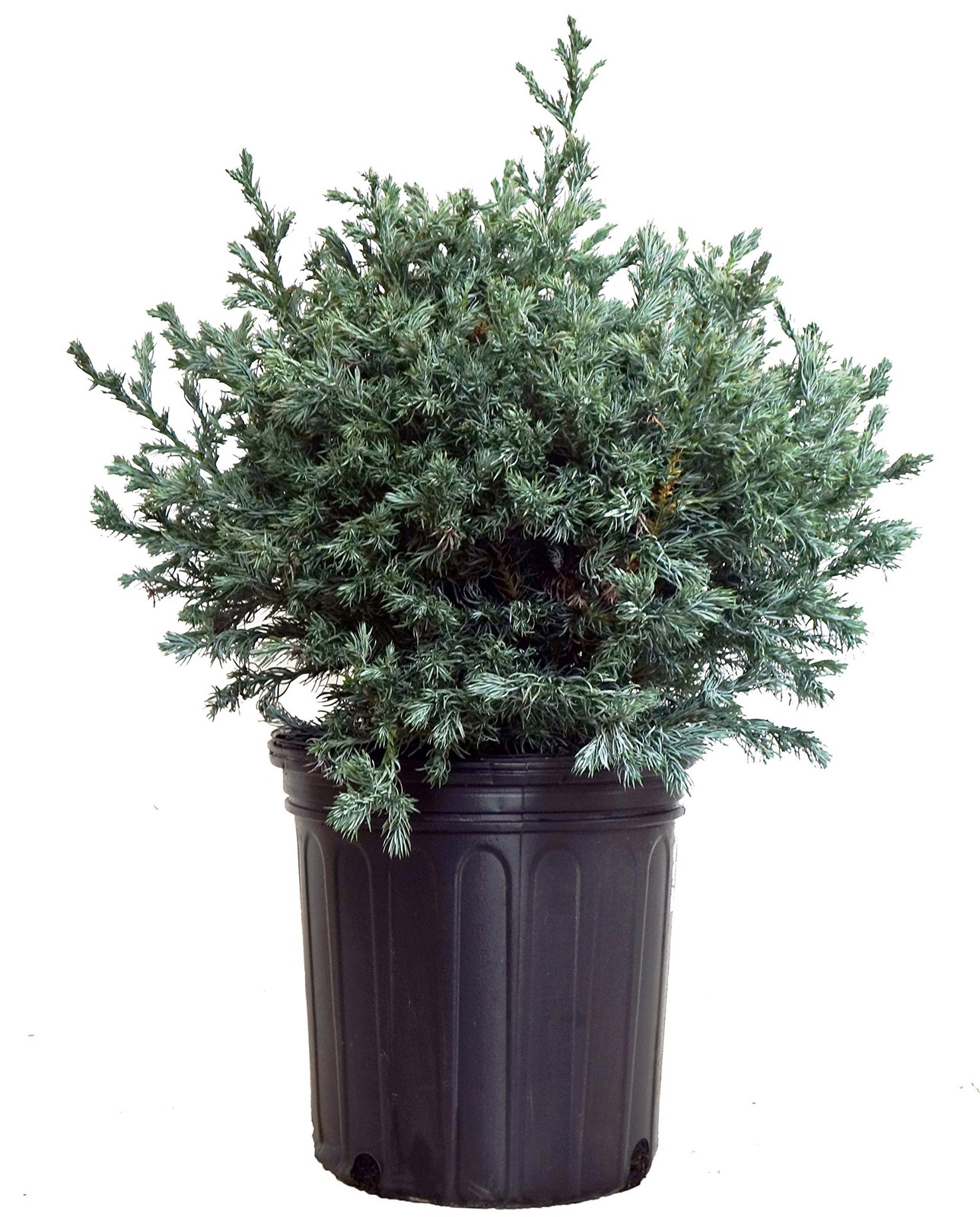 Green Promise Farms Chamaecyparis P. True Blue False Cypress Evergreen Blue