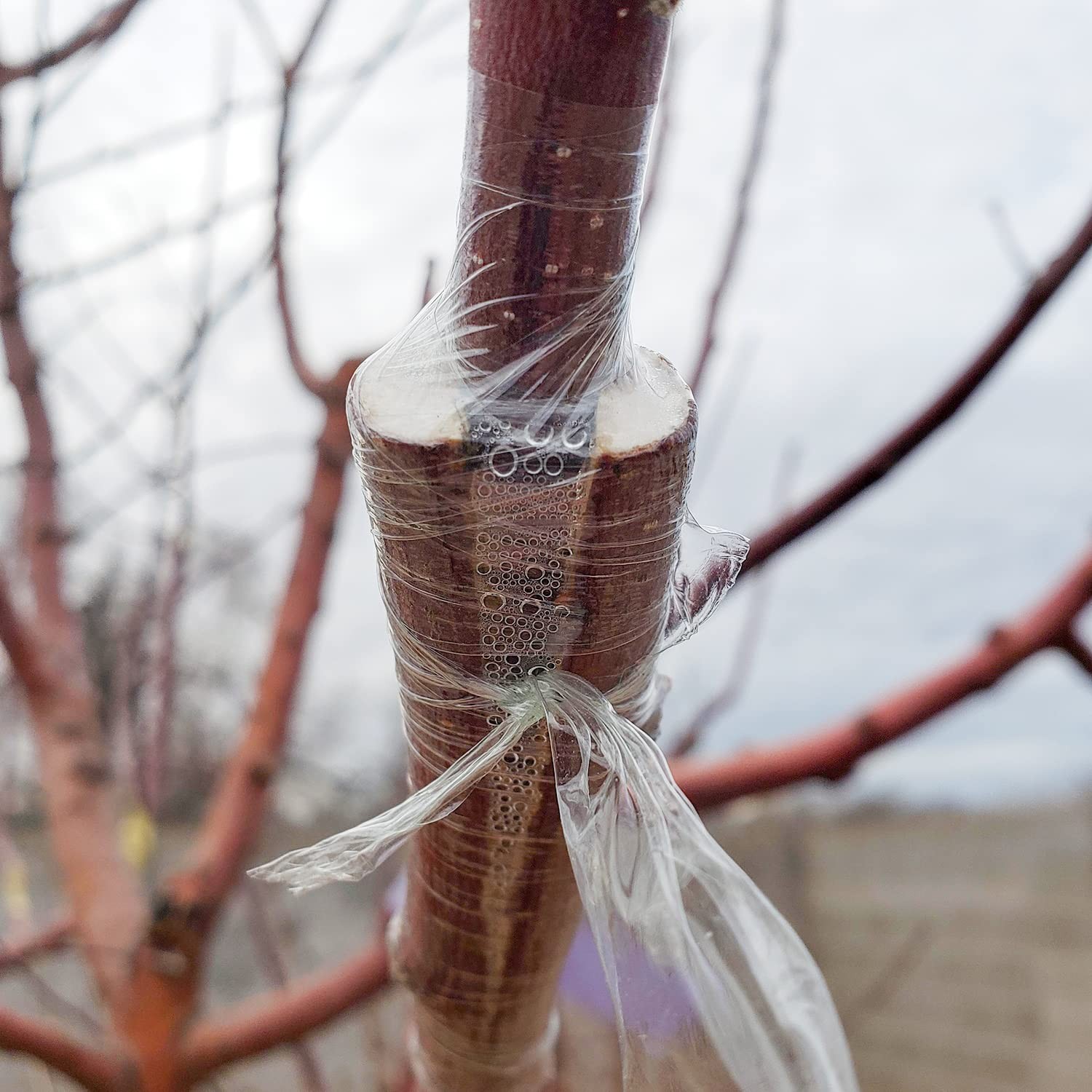 Grafting Tape Plant Repair Budding Tape Garden Nursery Moisture Barrier Stret…