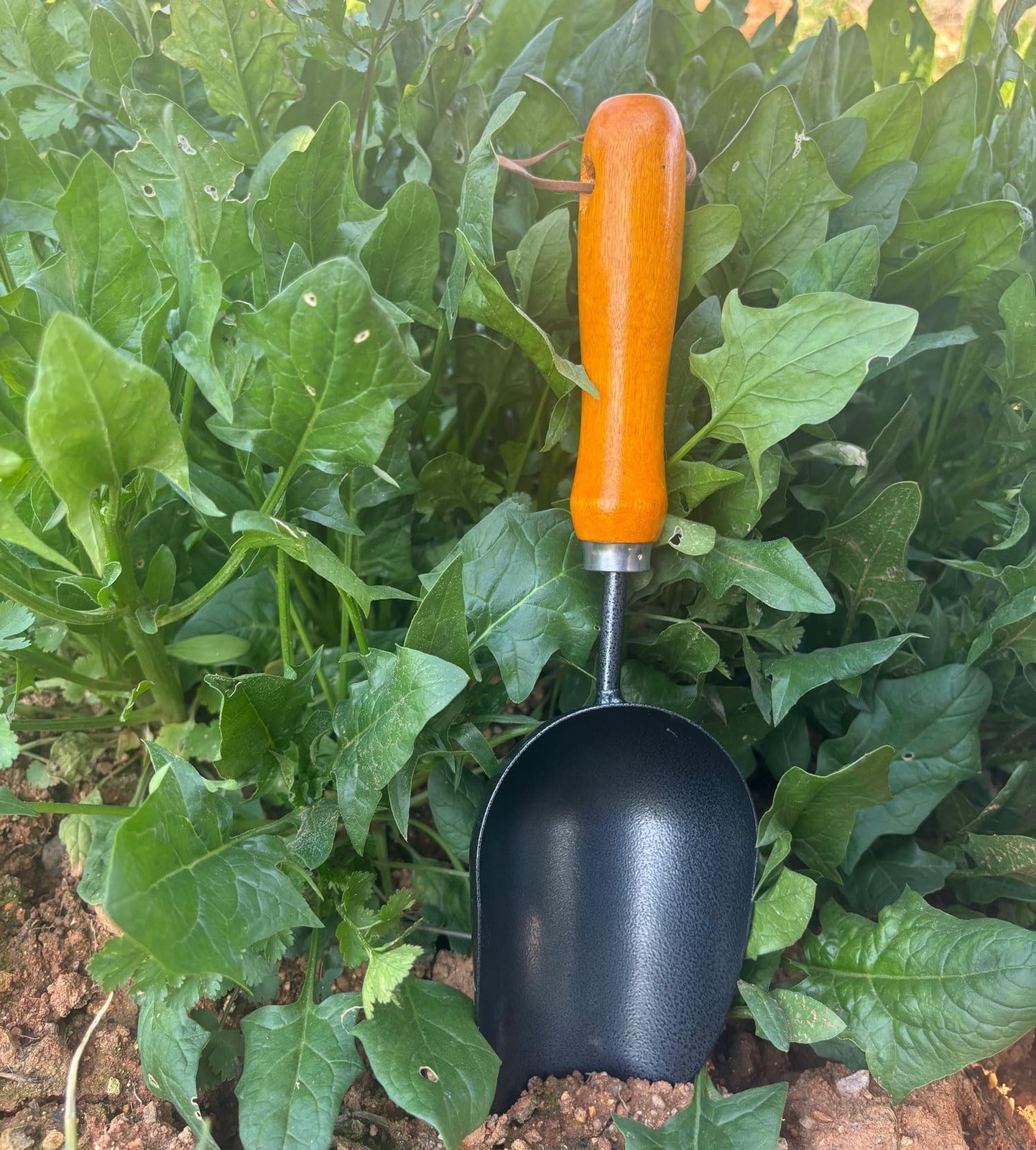 12.6’’ Garden Hand Trowel, Soil Scoop Wooden Handle, Stainless Steel