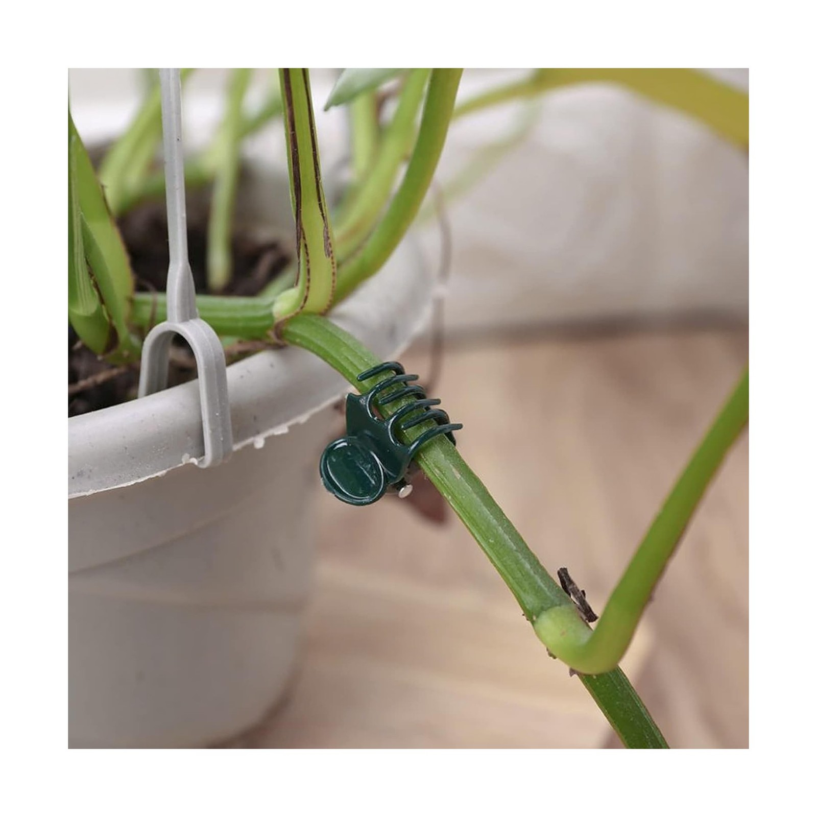 AccEncyc 100 Pcs Plant Clips Orchid Clips Plants Orchid Support Clips Flower …