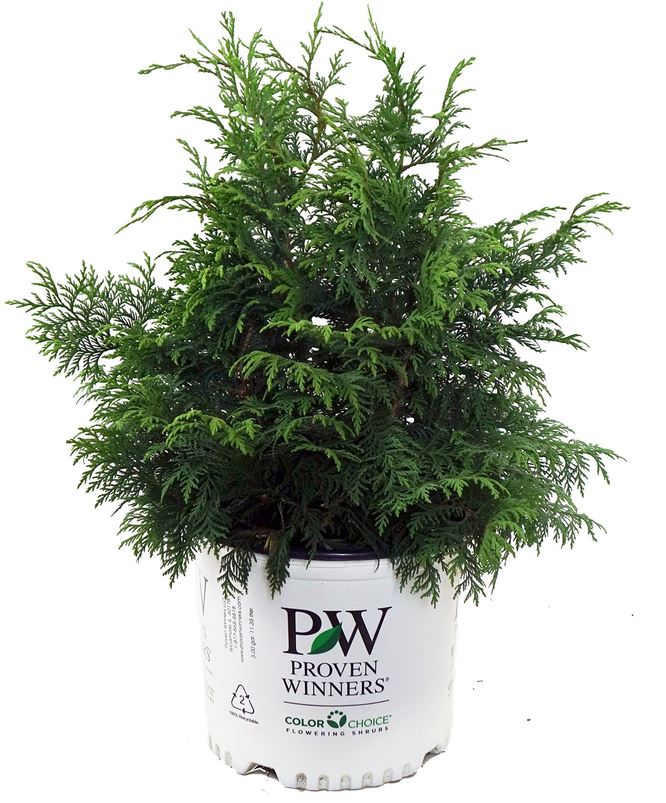 Green Promise Farms Proven Winners – Chamaecyparis P. Soft Serve False Cypress