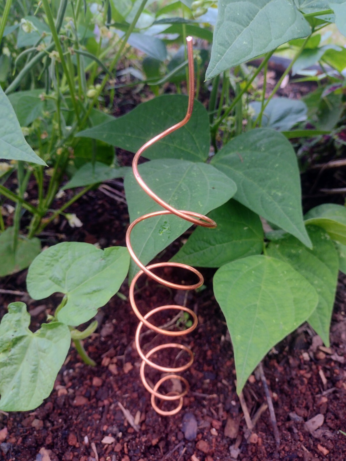Electroculture Copper Spiral Antenna (12″ Tapering Coil) Garden Tool Decoration