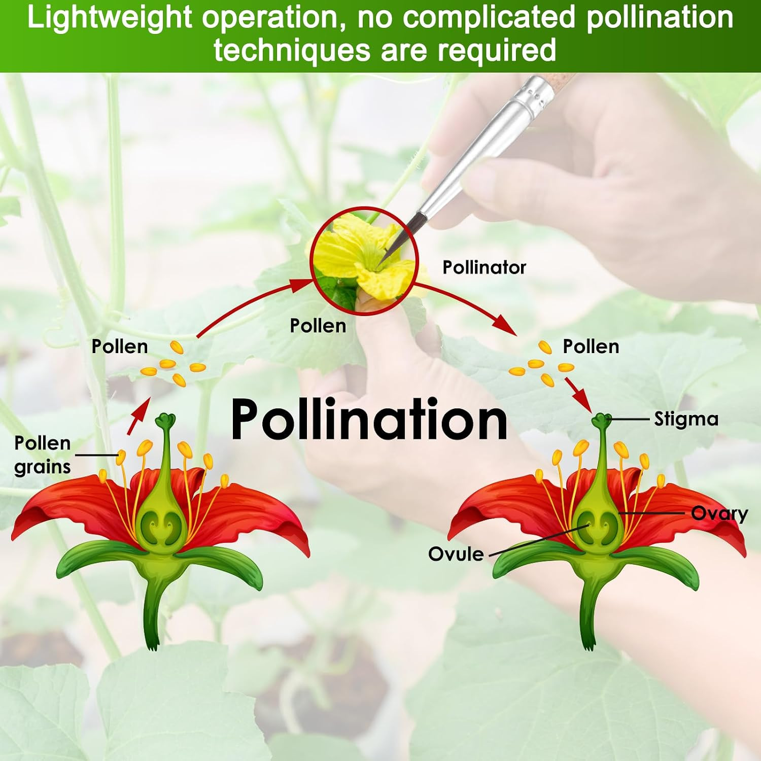 10-Pack Pollinator Brush, 0.5Inch/1.2Cm Wooden Vegetable Pollinator Pen Manual P